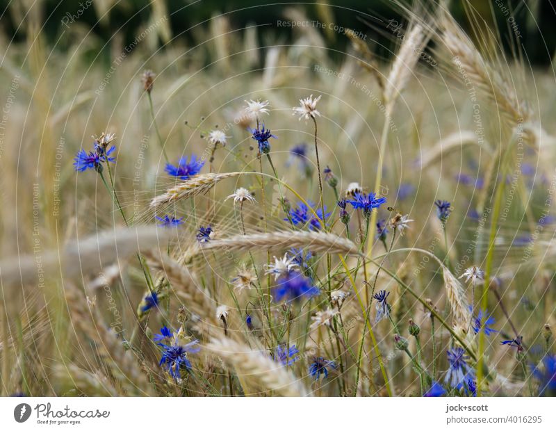 Free Stock Photo of Field of Flowers