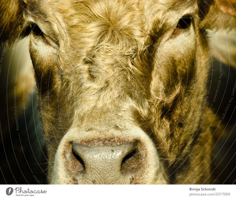 cow face profile