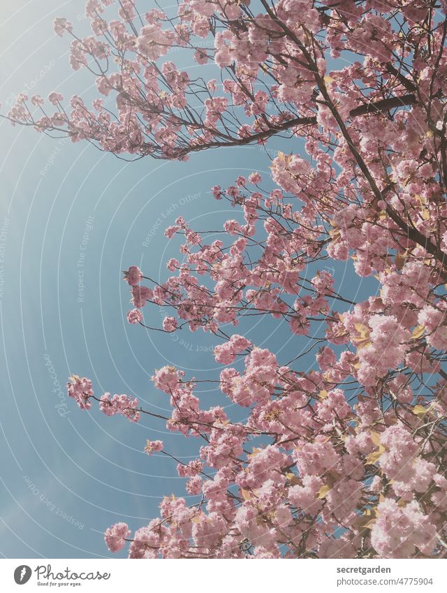 cherry blossom tumblr background