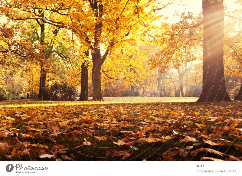 autumn tree landscape photography