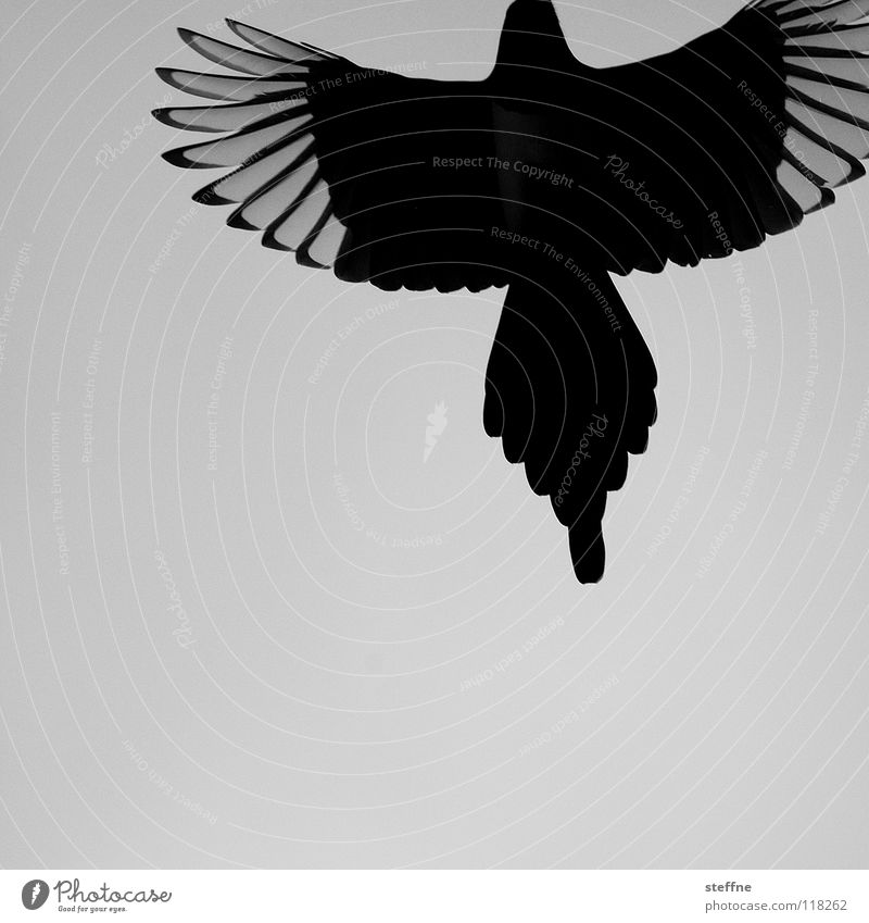phoenix bird black and white