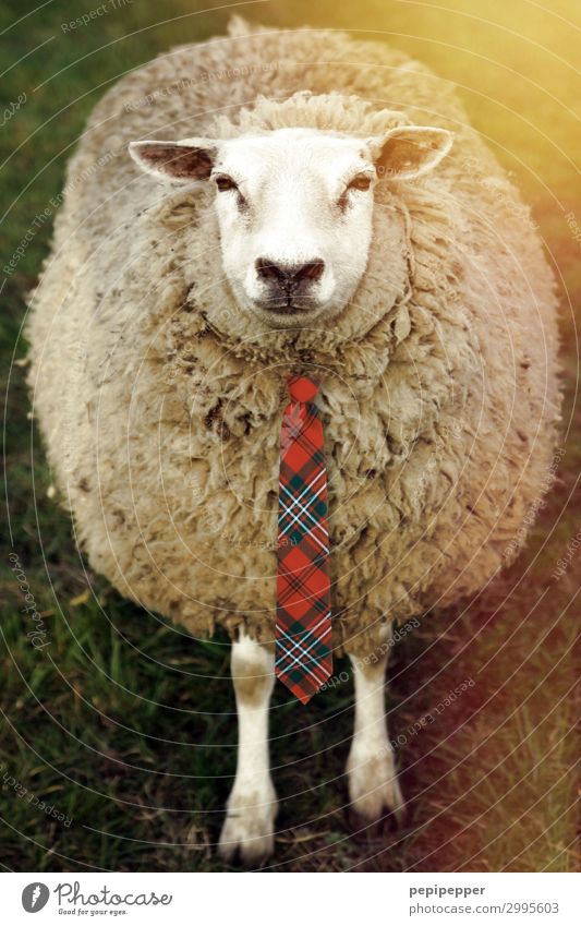 150+ Funny Sheep Haircut Stock Photos, Pictures & Royalty-Free Images -  iStock