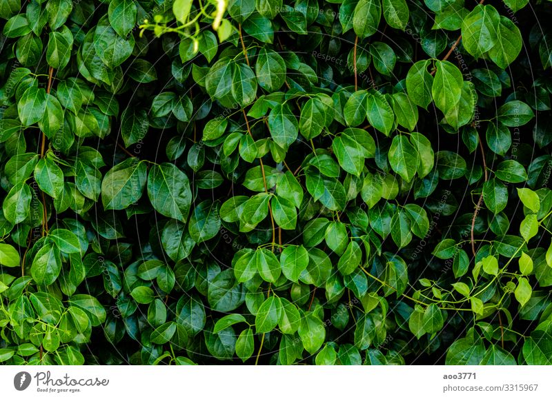 Green Natural 3D ,Hd Beautiful Wallpaper For