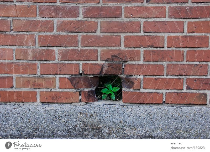 breakthrough brick wall