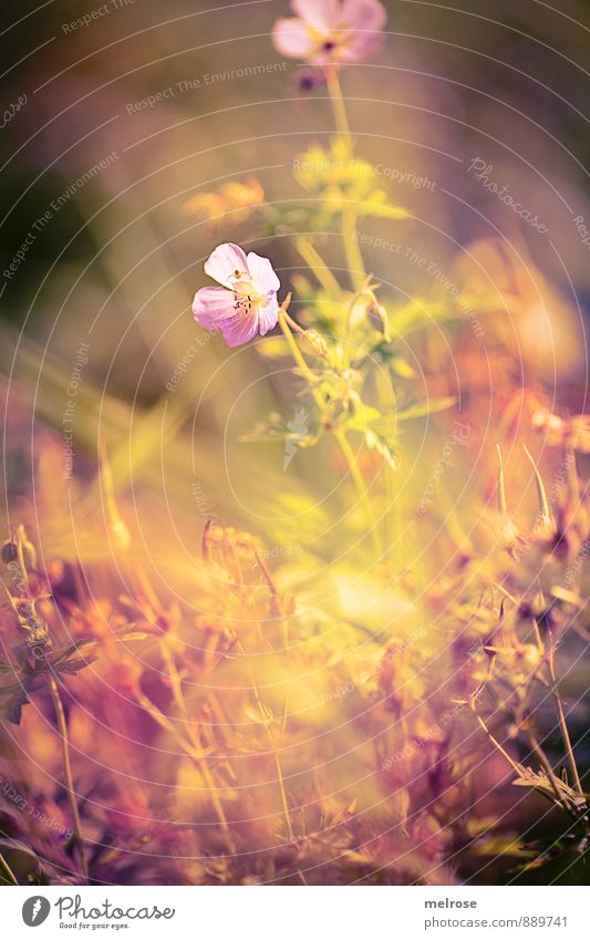 Pink and Yellow Summer  Pink flowers photography, Light pink