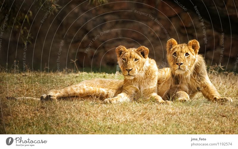 baby lions in the wild