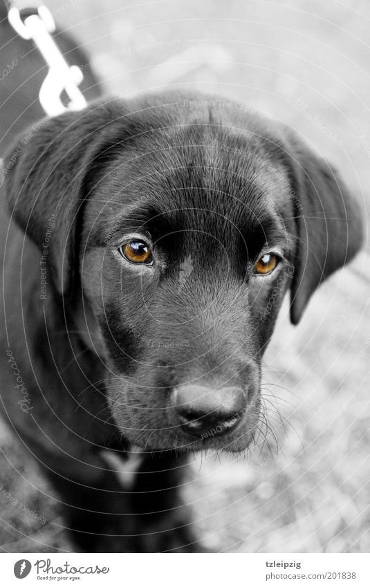 black lab puppies with brown eyes