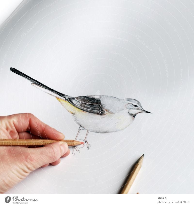How to Draw a Small Bird  Easy Drawing Tutorial For Kids