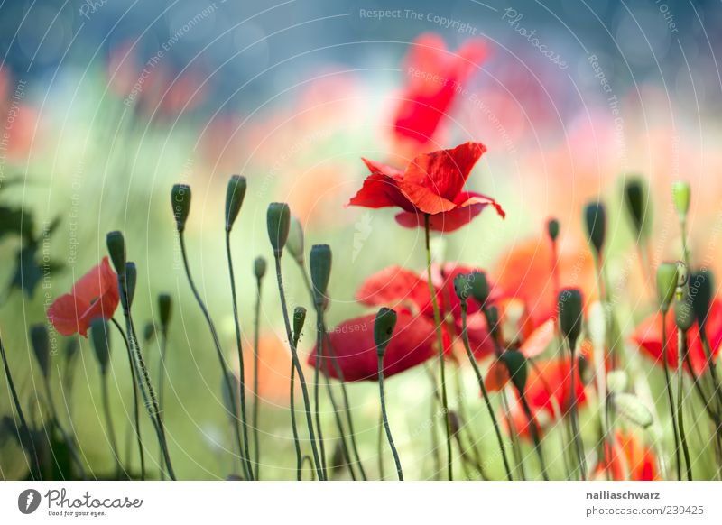 Field of Dreams. Nature - a Royalty Free Stock Photo from Photocase