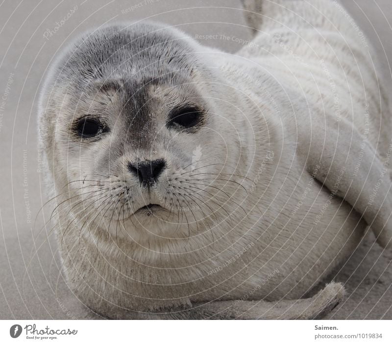 cute seal animal