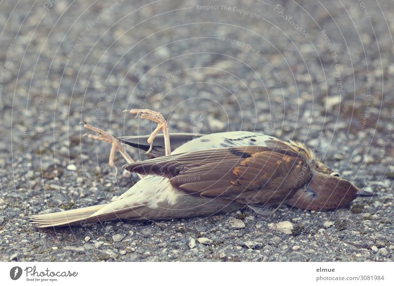 Illustration of a Dead Bird on the Grass, a Wildlife Crime Stock