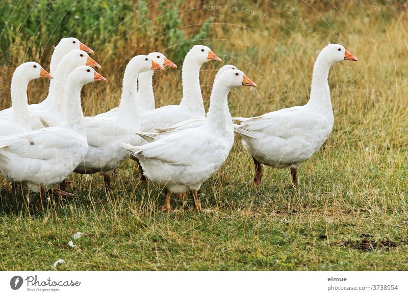 farm goose