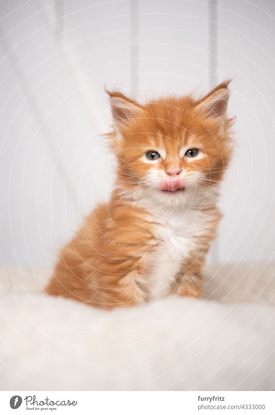 orange maine coon kitten