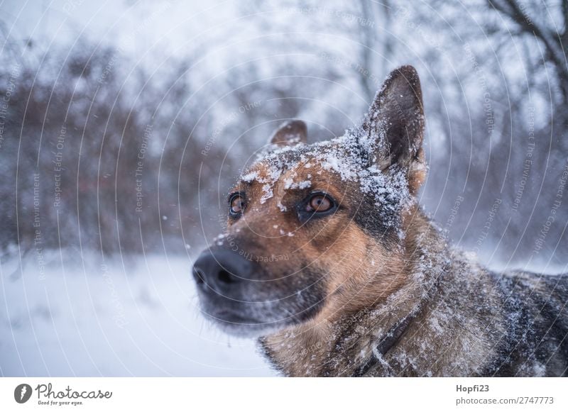 are german shepherds for snow