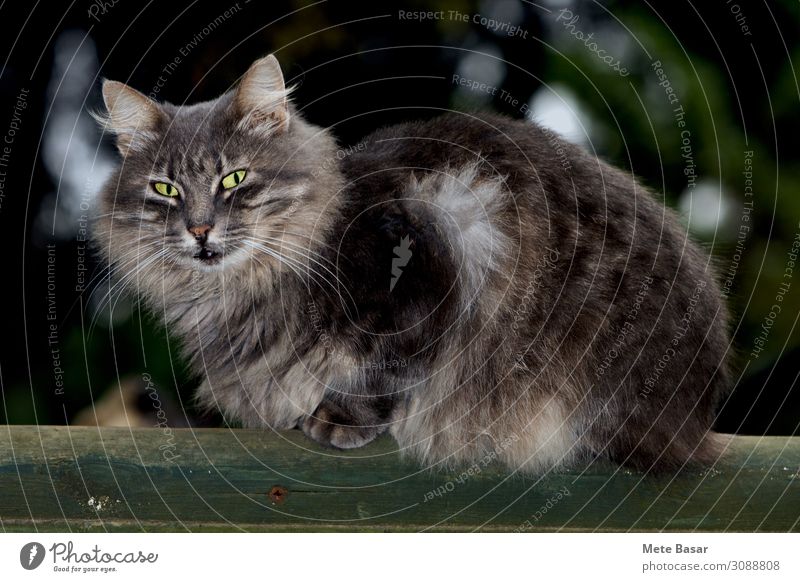 black tabby siberian cat