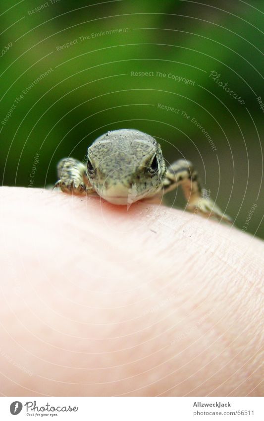 The Cutest Baby Frog - Adorable Reptiles