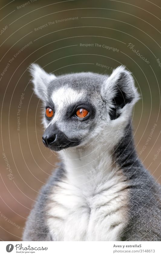 lemur eyes