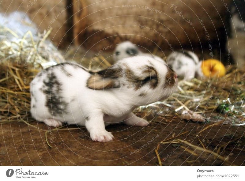 brown and white bunnies
