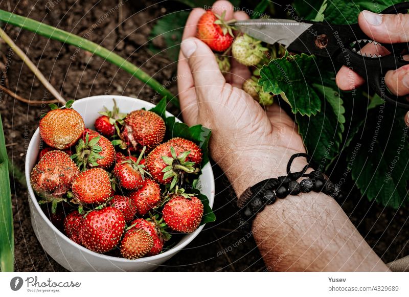 Farmers male hands pick fresh red strawberries in the garden