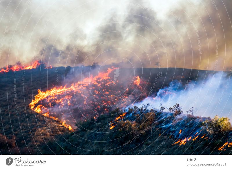Raging forest fire. Rapidly spreading wildfire.... - Stock Illustration  [102650517] - PIXTA