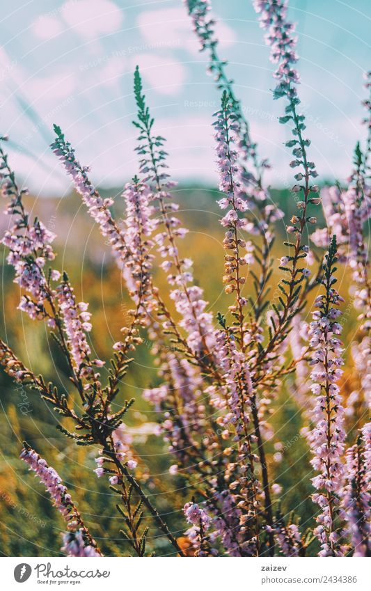 winter flowers Nature - a Royalty Free Stock Photo from Photocase