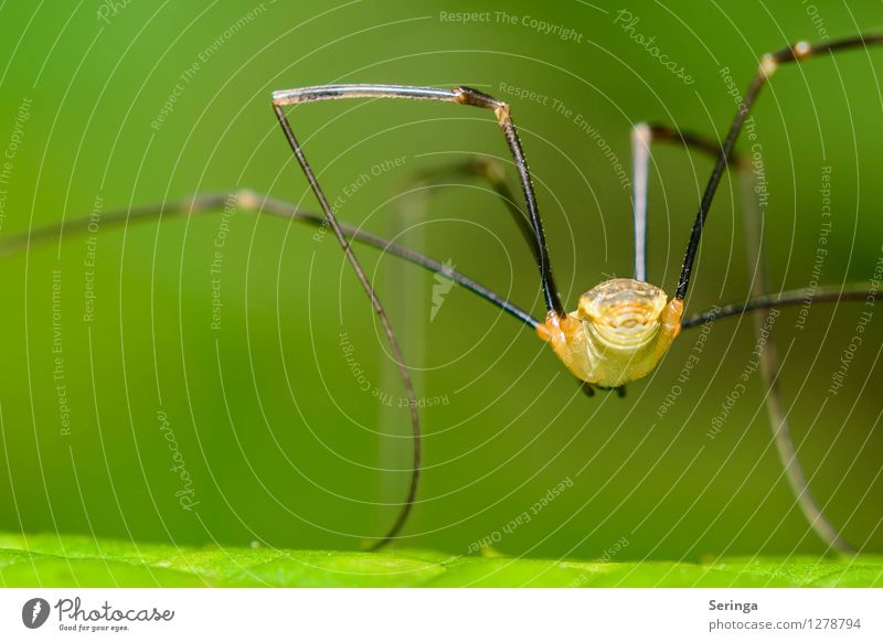Daddy Long Legs Spider Royalty-Free Images, Stock Photos