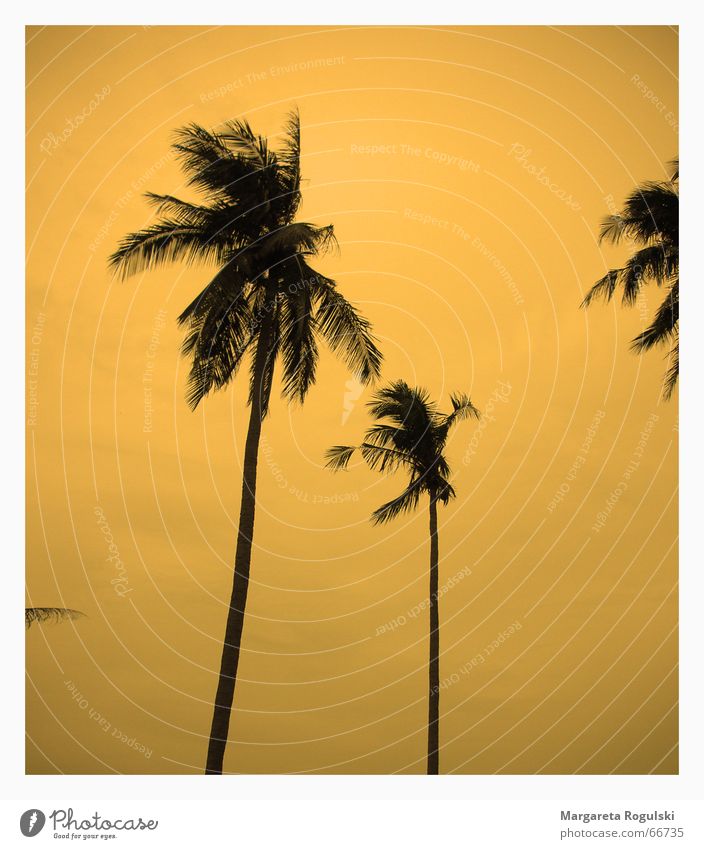 miami sunset palm trees