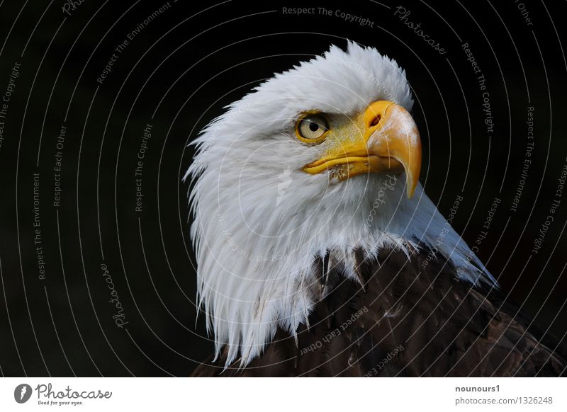 Bald Eagle Raven Stock Photos - Free & Royalty-Free Stock Photos