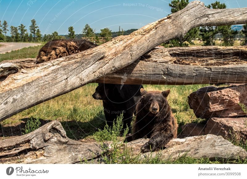 North American Black Bear Climbing On The Fallen Trees - A Royalty Free  Stock Photo From Photocase