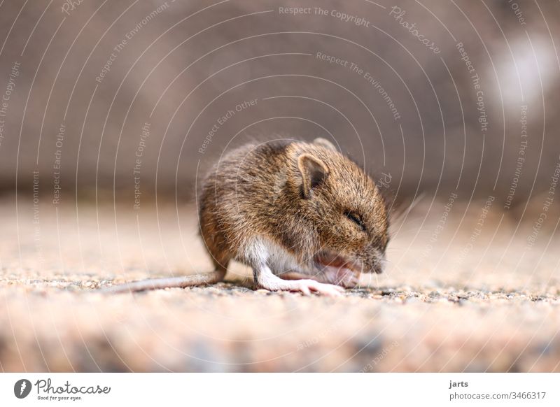cute baby mouse animal