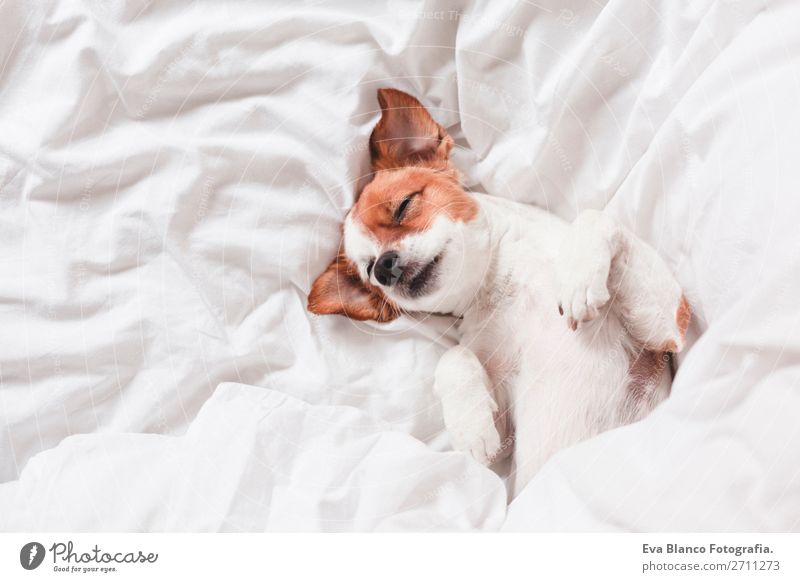 cute dog sleeping on bed, white sheets.morning - a Royalty Free ...