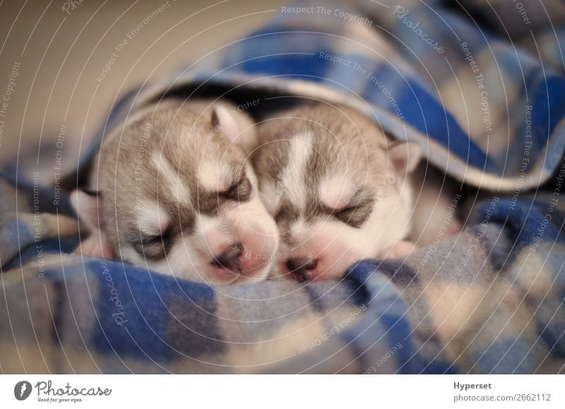 newborn puppies purebred gray and white siberian husky a Free Stock Photo from Photocase