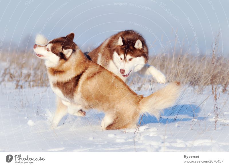 husky puppies in snow wallpaper