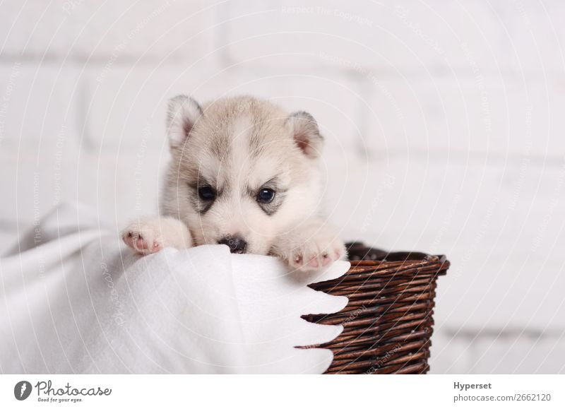 white siberian husky puppy wallpaper