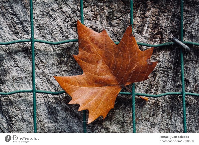 brown leaf fall