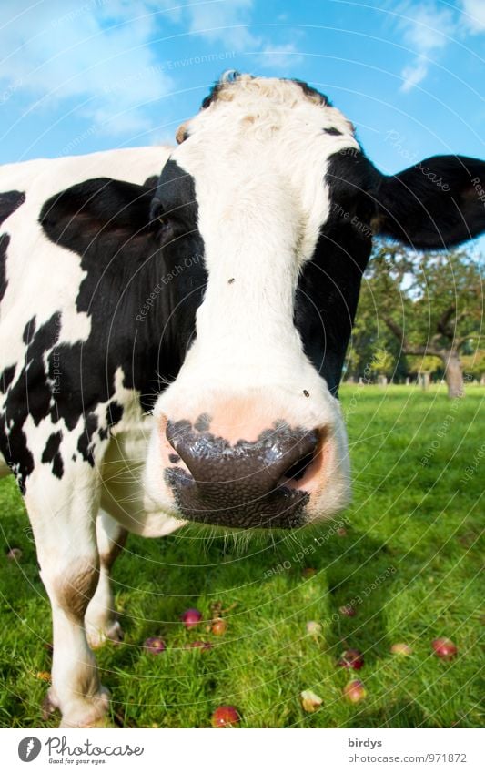 milk cow face