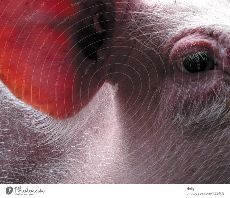red eye in swine