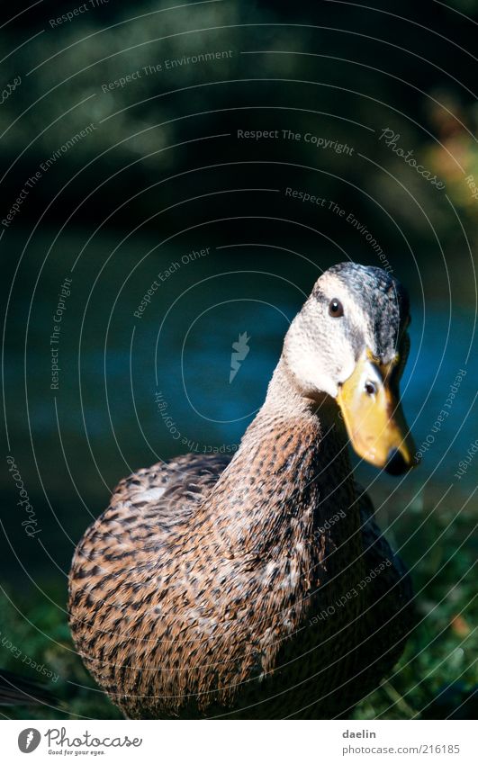 duck face animal