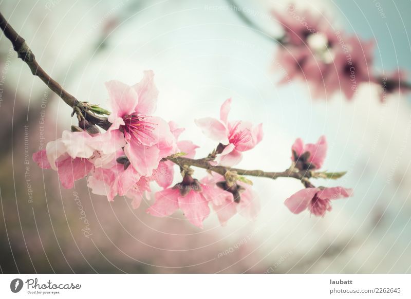 Cherry Blossom Photos, Download The BEST Free Cherry Blossom Stock