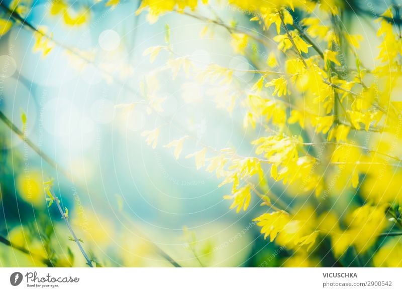spring nature backgrounds flowers