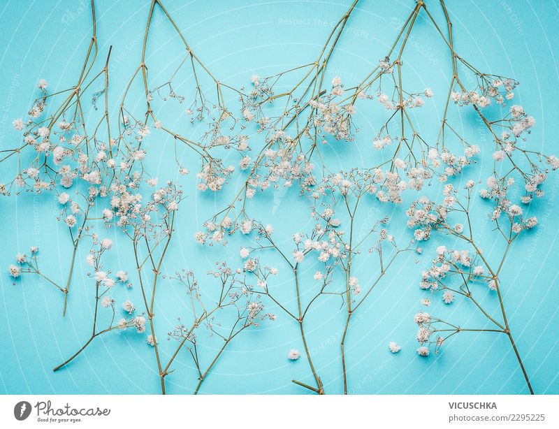 Baby Blue Background With Small White Flowers And Bokeh With Copy Space  Stock Photo - Download Image Now - iStock