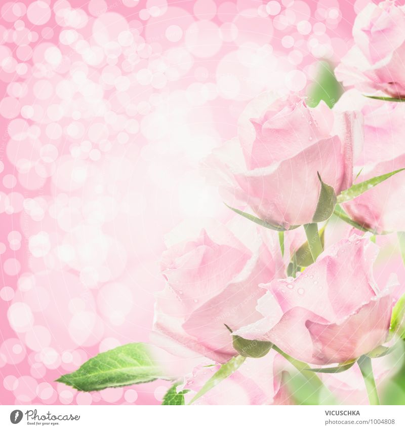light pink rose backgrounds