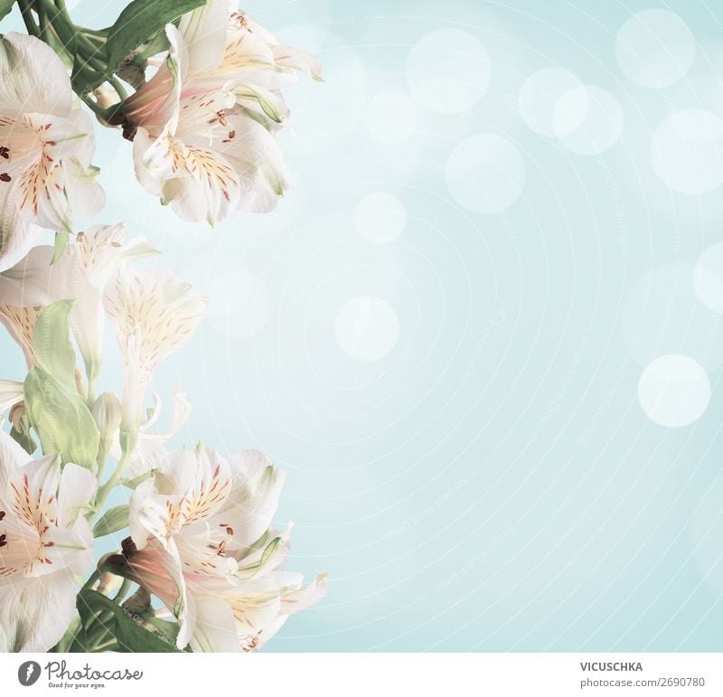 light color flower backgrounds