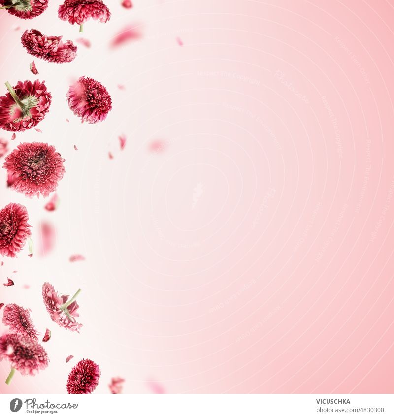 light pink flower border