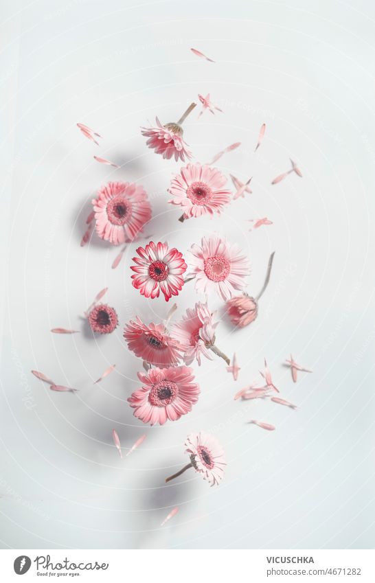 Pink Daisy iPhone wallpaper | Daisy wallpaper, Gold wallpaper phone, Flower  background iphone