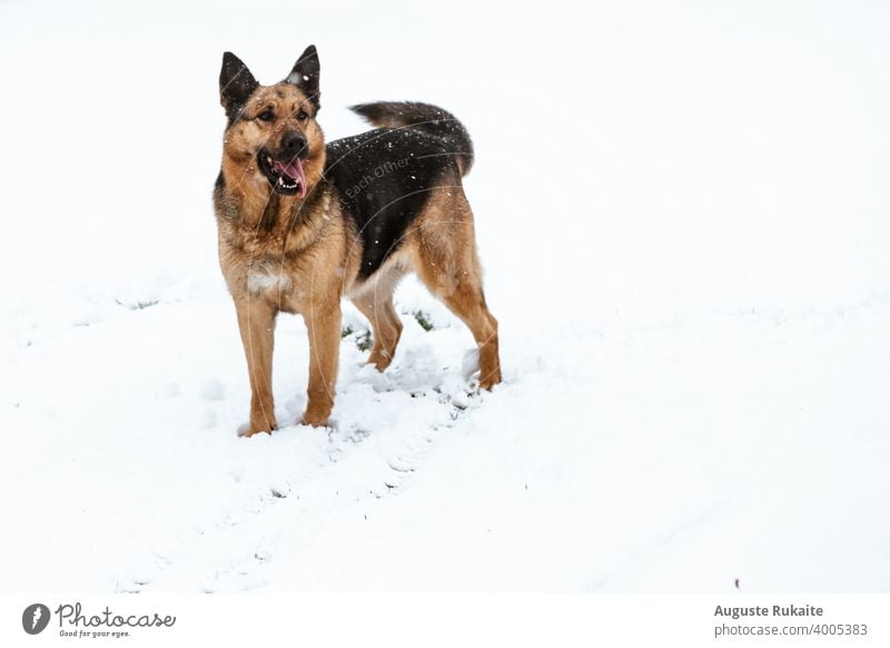 are german shepherds for snow