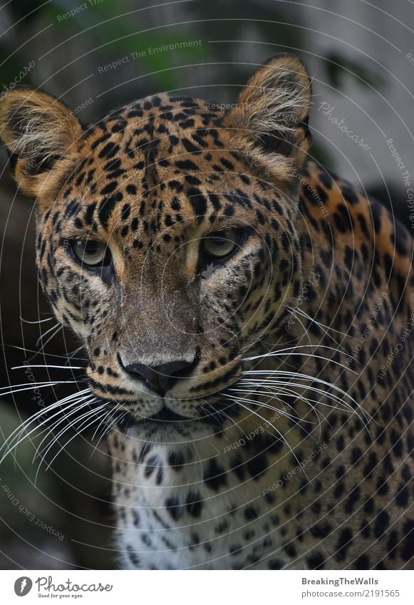 leopard animal face