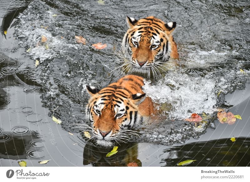 tiger swimming in water