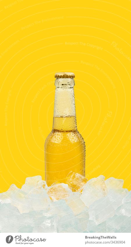 Free Stock Photo of Cold bottles of beer in ice on yellow background