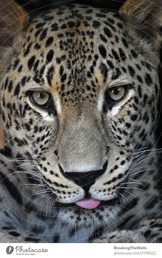 900+ Best Leopard Photos · 100% Free Download · Pexels Stock Photos